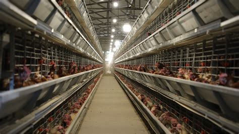 中国某大型养鸡场的自动化设备，令人叫绝！_腾讯视频