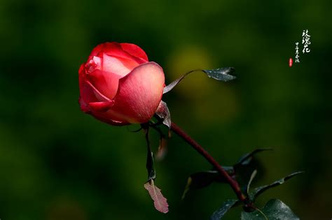 清新爱情玫瑰花图片_这朵玫瑰是给你的_爱情163小说网