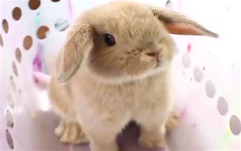 十大宠物兔品种，多种垂耳兔上榜，第一最小巧可爱_排行榜123网