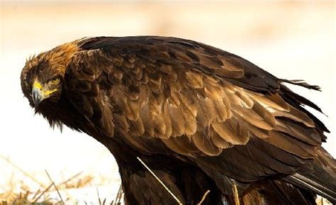 世界上最凶猛的10种大鸟，第一名翼展2米3，猎杀野狼轻而易举
