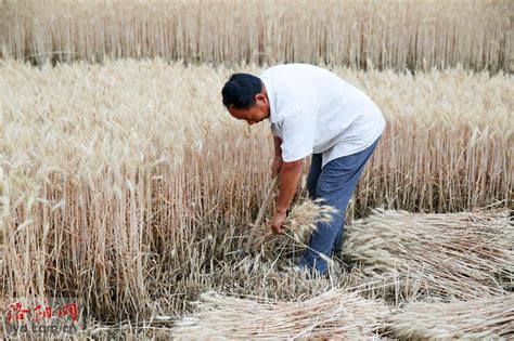 山西农民割麦用“神器”，传承百年至今依然沿用，很多人没见过|老农|麦子|器具_新浪新闻