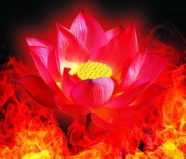 佛教圣花——地涌金莲