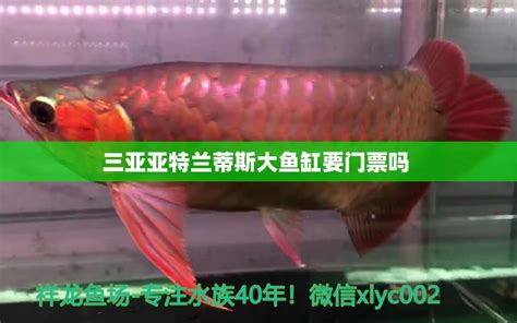 大庆卖鱼缸的都在哪里买（大庆卖鱼缸的都在哪里买的） - 观赏鱼市场（混养鱼） - 广州观赏鱼批发市场