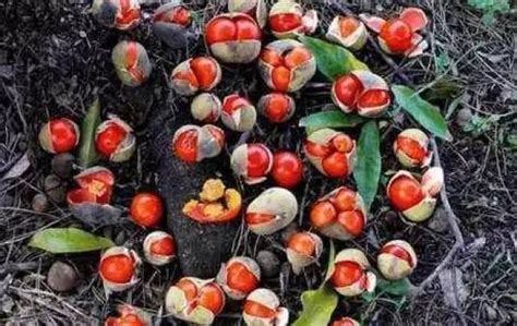 中国比较稀有的水果 中国少见的水果 —【发财农业网】