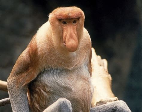 世界上最丑的猴子，秃猴面部赤裸，头顶没有毛发