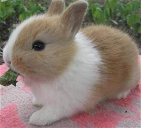 纯种荷兰侏儒兔多少钱一只? - 神奇评测