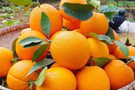 一天吃几个橙子最好，橙子的功效与作用 - 鲜淘网