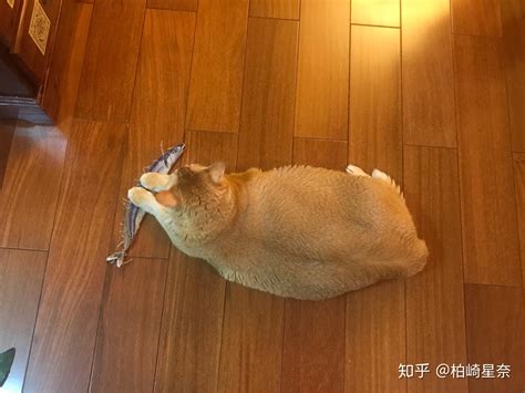 美国30斤超重肥猫胖到不能行走 体重为同类3倍_新闻频道_中国青年网