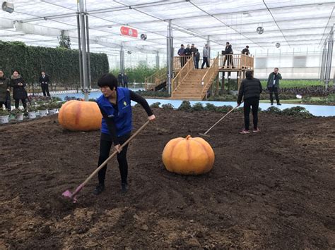 南和县农业嘉年华成为游客除旅游休闲和增长农业知识的好去处_今日中国