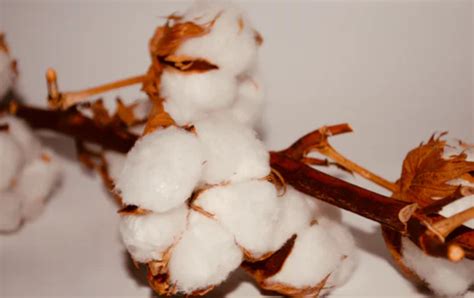 冰丝棉是什么面料会起球吗（冰丝棉和棉的区别） – 碳资讯