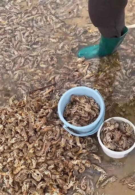烟台海边出现大量泸沽虾 始料未及真相简直令人震惊 - 社会热点 - 搜错网