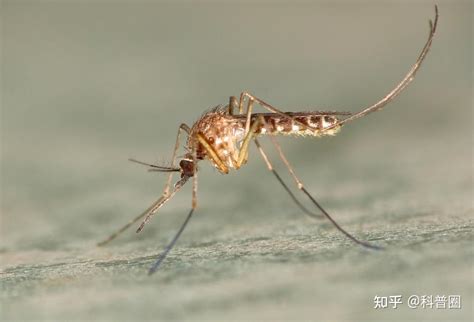 夏天到了，如何做一个让蚊子讨厌的人_健康养生知识,羿博士