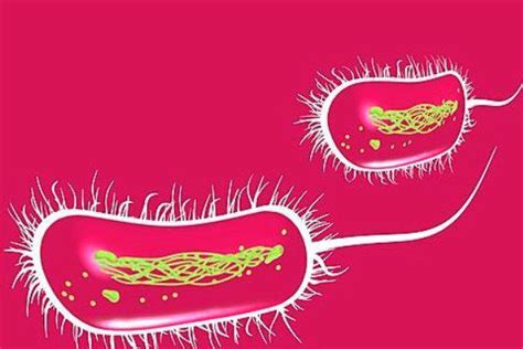 5大案例，快览噬菌体最新前沿应用_细菌_耐药性_疗法
