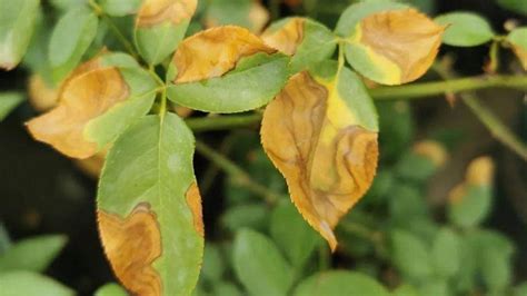 植物叶子发黄原因及解决办法