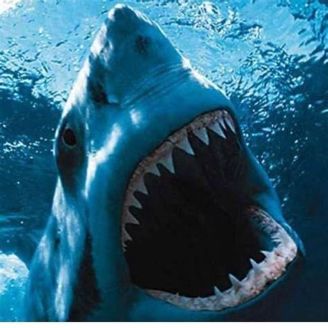 日本港口现罕见“巨口鲨”：体长约4米！身体表面多处发白!