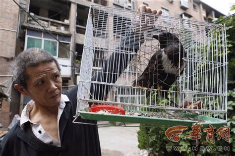 西安一市民路边捡只怪鸟翅膀受伤 只吃肉不吃米|鸟|怪鸟|翅膀_新浪新闻