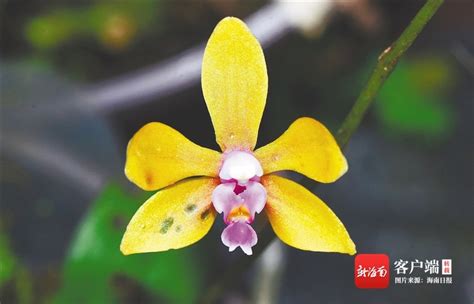 美冠兰-中国最美野花-图片