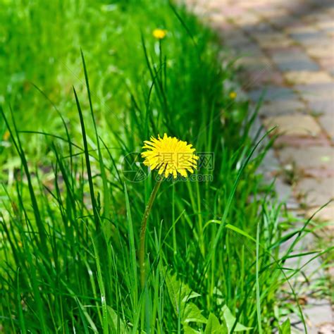 阳光下的草地和小花朵高清图片下载-正版图片600756779-摄图网