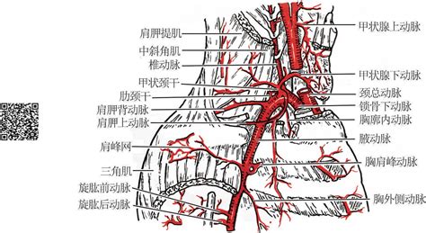 下肢血管解剖图图片
