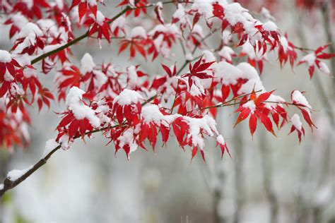 二十四节气大雪的含义是什么，今年2019年大雪是几月几日？_华易网