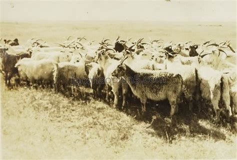 1943年内蒙古乌兰浩特老照片 80年前的兴安盟风貌-天下老照片网