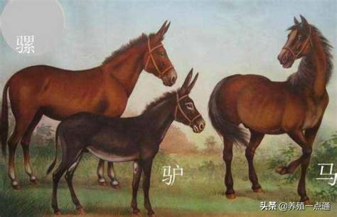 马和驴的区别是什么,马和驴的区别的图片,马和驴的区别_大山谷图库