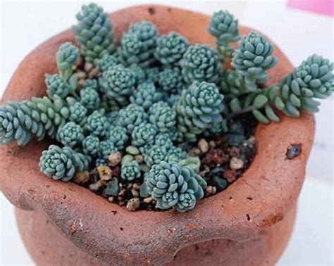 星公主多肉植物_[标签:标题1]