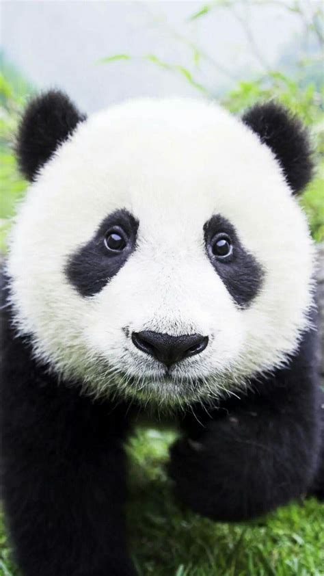大熊猫的生活习性有什么特点（大熊猫的生活习性） | 说明书网