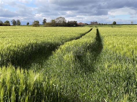 英国联合王北约克郡农村地区大麦种植的农业用地联合王国北约克郡农村一种生长高清图片下载-正版图片307610328-摄图网