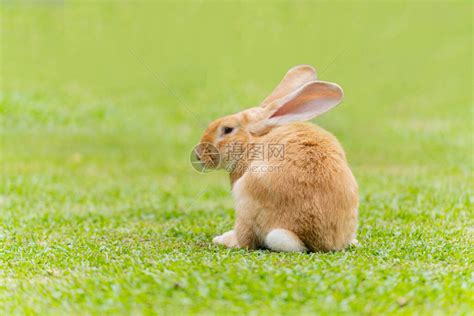 兔子肉兔出自家散养走地兔