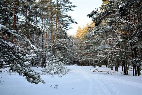 雪地里的小路，乡村景观高清摄影大图-千库网