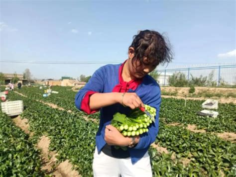 甘肃甘州：收获高原夏菜-人民图片网