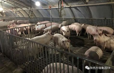 喜报|方瑞集团盛世牧歌养殖专业合作社喜迎丰收，2020年第一批生猪开始出栏-西安方瑞投资控股集团