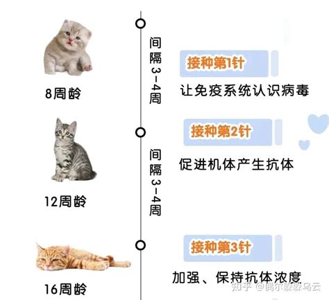 养猫攻略（二）：合租养猫有哪些注意事项？ - 知乎
