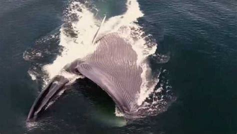 近距离拍摄巨鲸捕食 瞬间吞食大群沙丁鱼(组图)_财经_腾讯网