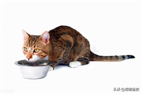 成年的矮脚猫（公猫）体重多少正常? - 知乎
