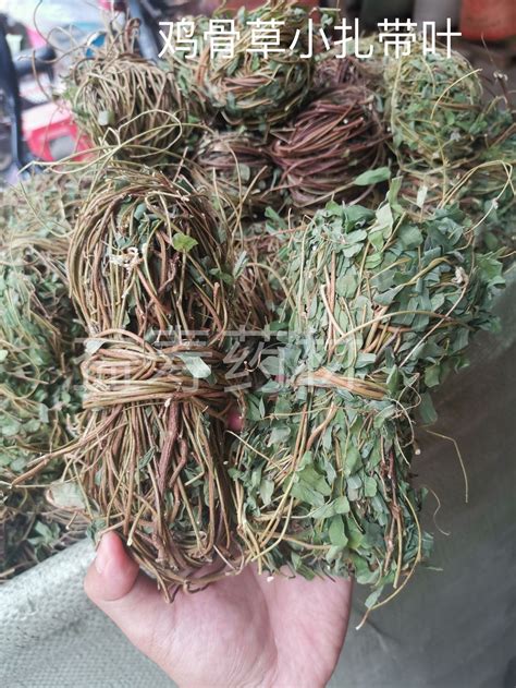 蚂蚁草与功效图片