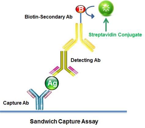 链霉亲和素 HRP-标记 | 西安百萤生物科技有限公司