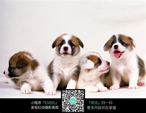 一只废狗狗狗狗图片