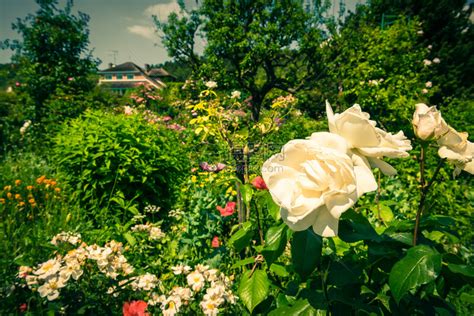 花园里有美丽的白玫高清图片下载-正版图片507243015-摄图网