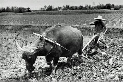 50年代农业集体化运动_老照片图库_中国历史网