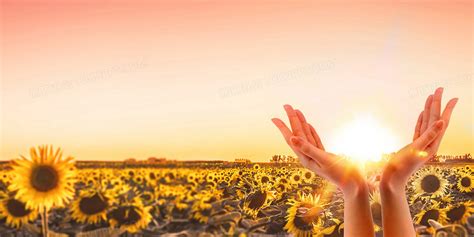 新希望崇尚光明正能量积极向下阳光向日葵背景背景图片素材免费下载_熊猫办公