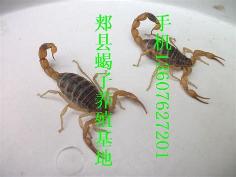 科学合理的蝎子养殖垛体，既利于蝎子的生长又能自动分离病蝎__凤凰网