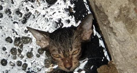 暖心！小奶猫被困下水道，生命垂危，农民工兄弟合力将猫咪救出_宠界新闻