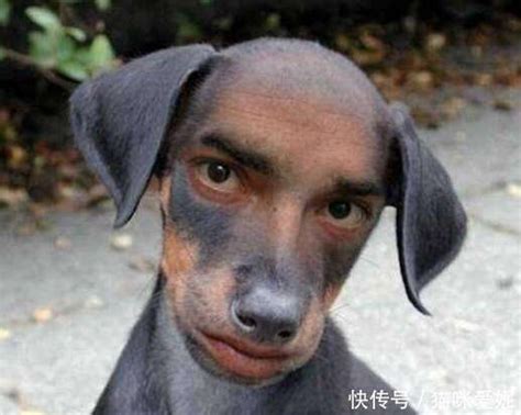 破脸狗图片