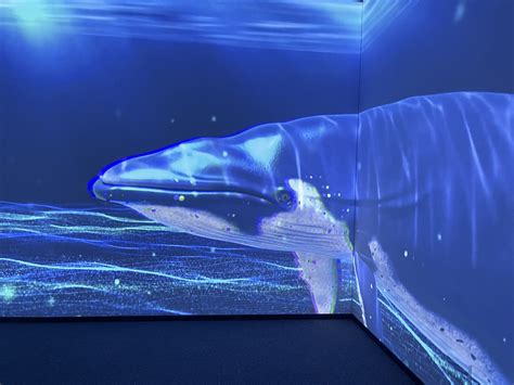 未来光影乐园——沉浸式全息投影,开启梦幻之旅-广州创一互动视觉