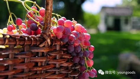 中国中原地区种植葡萄始于什么时候？_酷知经验网