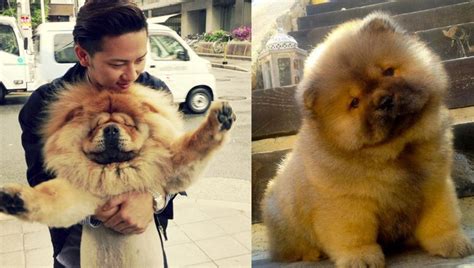 Forever Chow Chow - Forever Puppy