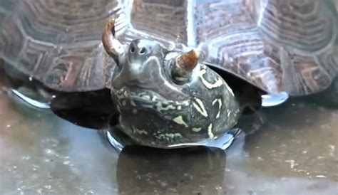视频｜蠢萌“国宝乌龟”的第一次下水：从摔一跤开始|动物园|龟|乌龟_新浪新闻