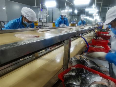 实拍冷冻鱼加工厂流水线，数千条鱼就是这样被加工成商品的！
